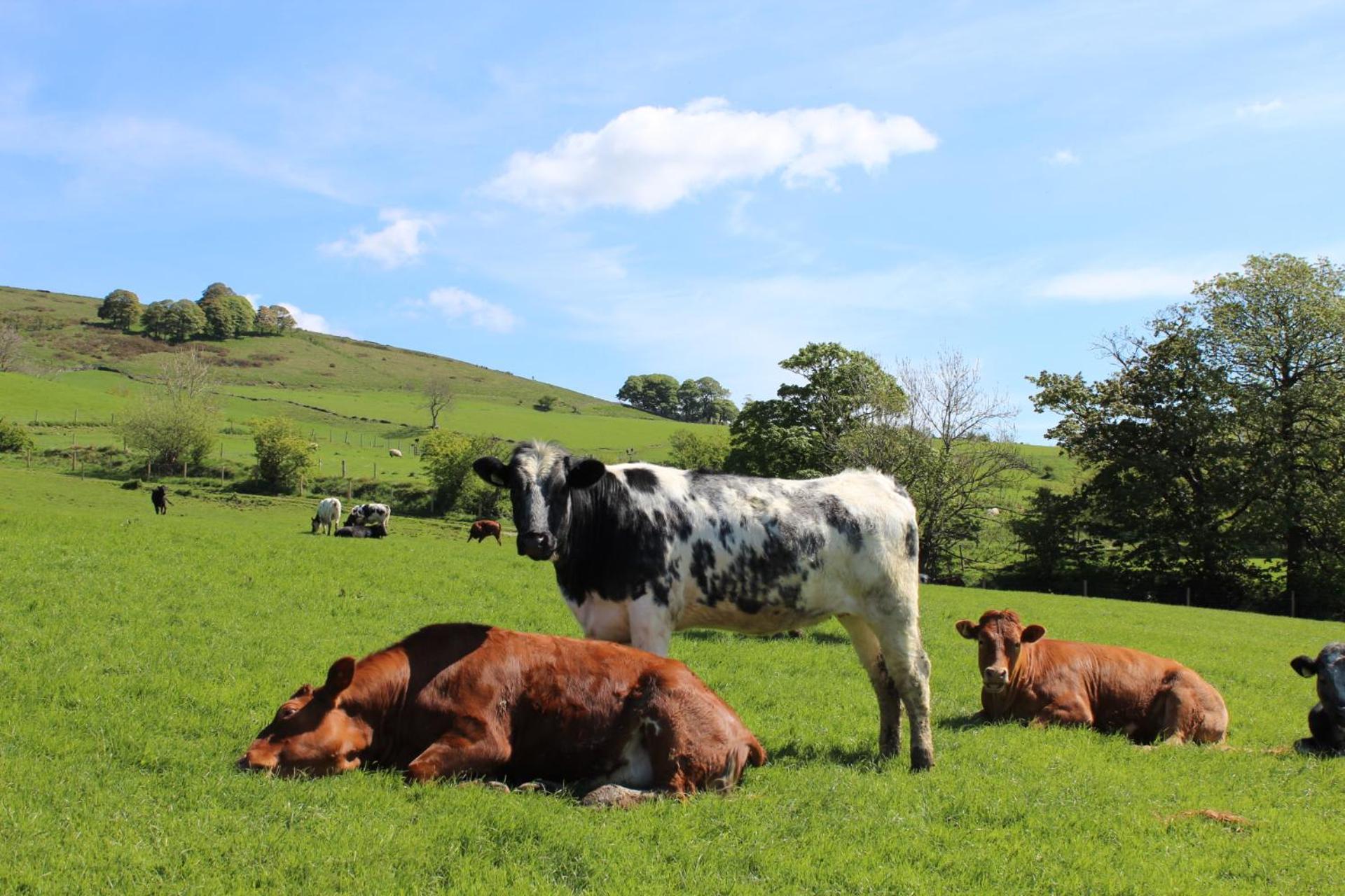 Riding House Farm Cottages Castleton  Exteriör bild